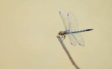 《小蜻蜓》教案6篇