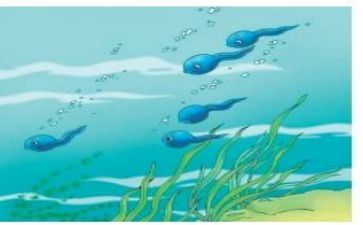 小蝌蚪中班教案7篇