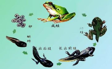 小蝌蚪幼儿园教案8篇