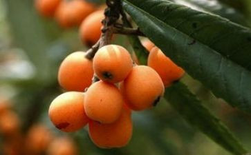 摘枇杷果作文7篇