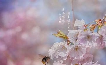 幼儿园3月份园务工作计划8篇