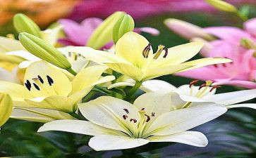 《心田上的百合花》读后感7篇