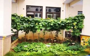 写我的乐园菜地的作文7篇