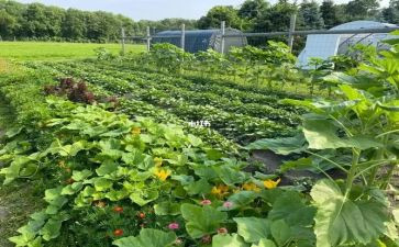 湘菜餐饮调查报告7篇