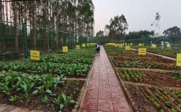 家乡菜活动策划6篇