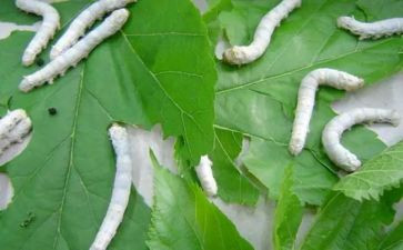 幼儿园蚕语言教案8篇