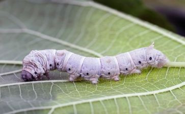 幼儿园蚕语言教案优质6篇