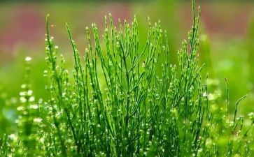 我想看小草的作文7篇