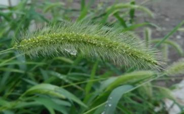 兰小草的精神作文5篇