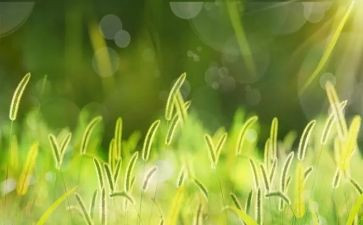 读了野草的读后感7篇