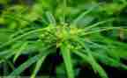 识字草的教案7篇