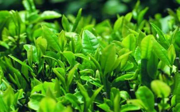 茶主题教案推荐6篇