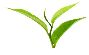 关于茶的调查报告6篇