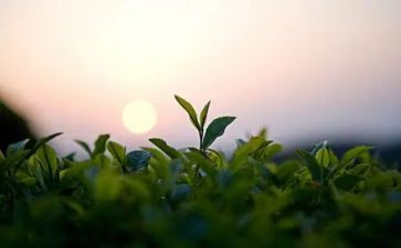 茶年度工作总结通用6篇