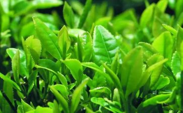 茶讲座心得参考8篇