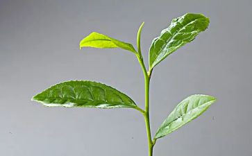 对茶艺的心得体会5篇