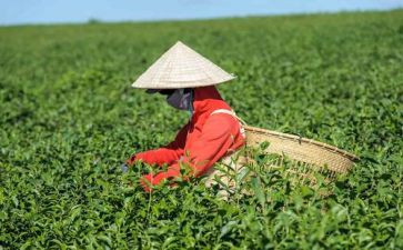 对茶艺的心得体会模板5篇