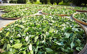 茶讲座心得优质8篇