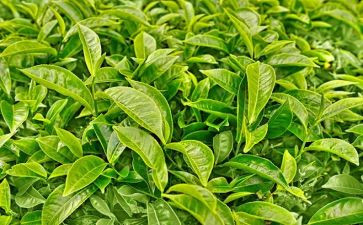 学茶艺心得体会通用5篇