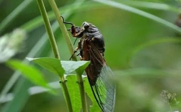 有关蝉的作文参考6篇