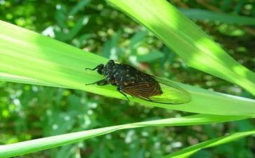 小班语言蚕和蝉教学反思7篇