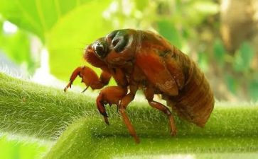 关于蝉的读后感最新7篇