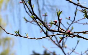 幼儿春节活动方案最新5篇