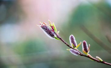 难忘春节的作文300字6篇