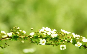 致青春期的我演讲稿5篇