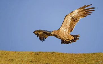 《一只猎雕的遭遇》读后感7篇