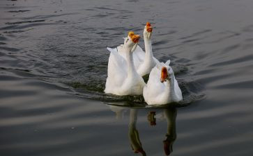 音乐课《咏鹅》教案5篇