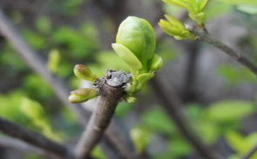 会发芽的种子教案6篇