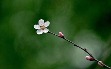 芬芳的记忆作文推荐5篇