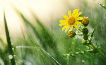 《风雨》读后感7篇