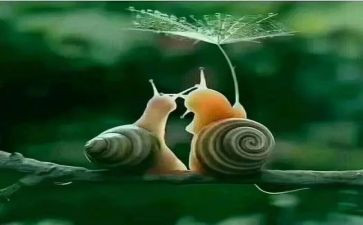 给予是快乐作文5篇