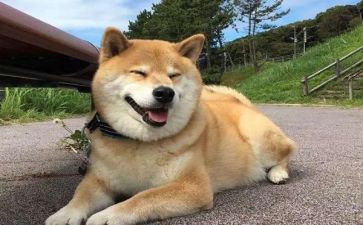 老猎狗读后感8篇