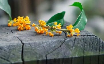 桂花饼的作文6篇