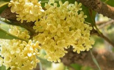 桂花优秀作文600字8篇