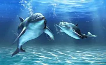 海豚湾的读后感模板8篇
