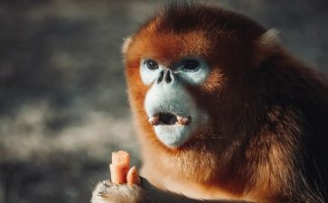 小猴真淘气教案5篇