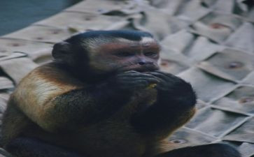 小猴的出租车教案7篇