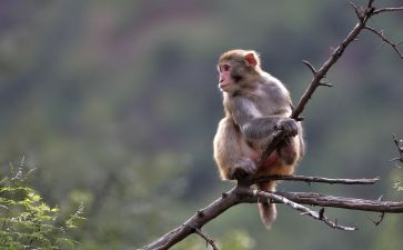 《猴子捞月》教案6篇