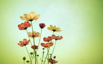 鱼翅与花椒读后感7篇