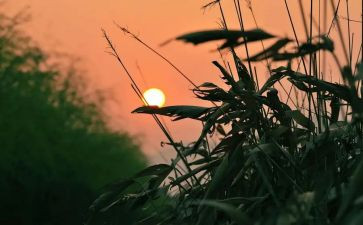 我怀念的你作文推荐7篇