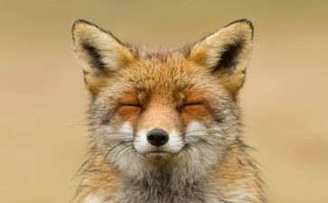 小狐狸的家教案通用6篇