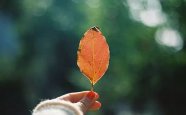 简单的幸福600字作文8篇