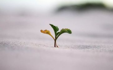 坚毅的作文8篇