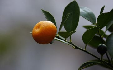 剥桔子小班教案7篇