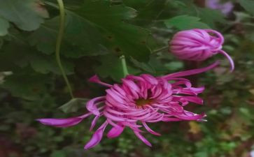 看菊花教案8篇