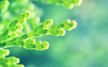 植树节看图写话作文通用5篇